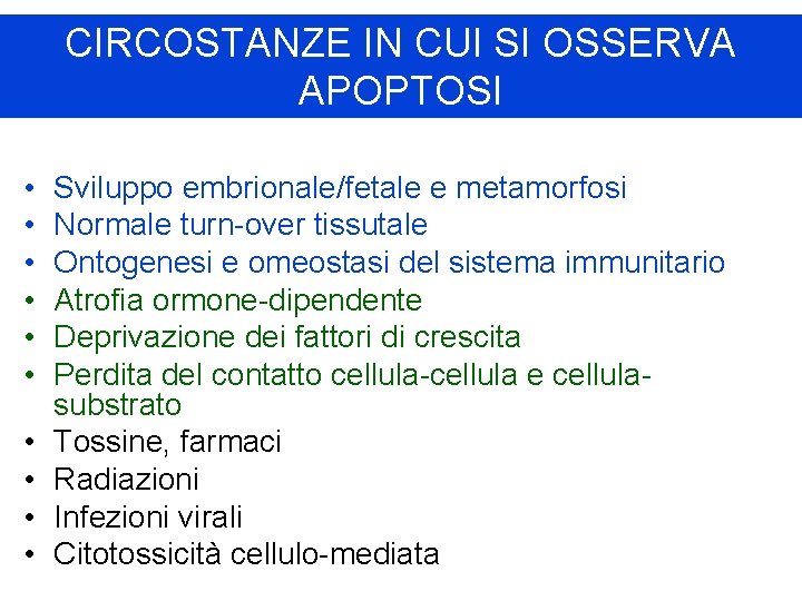 CIRCOSTANZE IN CUI SI OSSERVA APOPTOSI • • • Sviluppo embrionale/fetale e metamorfosi Normale