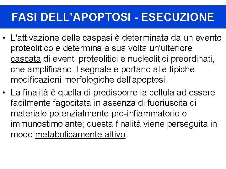 FASI DELL’APOPTOSI - ESECUZIONE • L'attivazione delle caspasi è determinata da un evento proteolitico