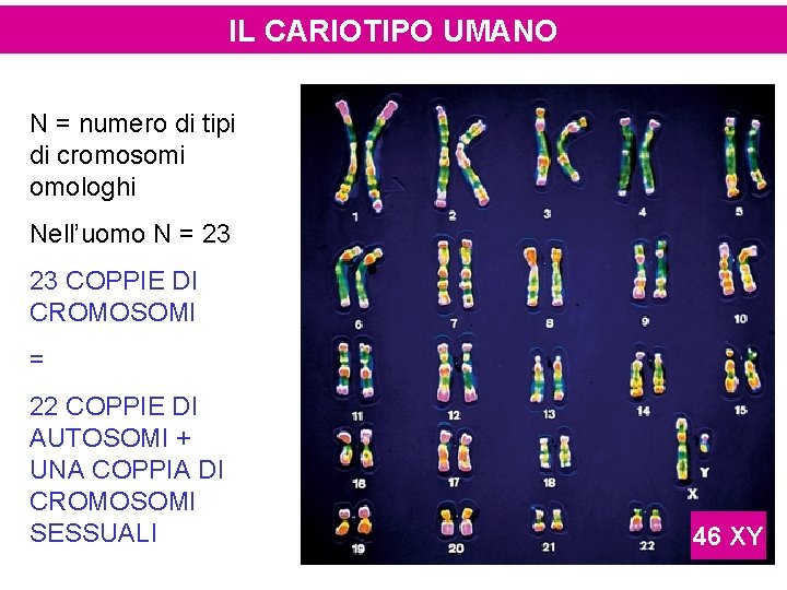 IL CARIOTIPO UMANO N = numero di tipi di cromosomi omologhi Nell’uomo N =