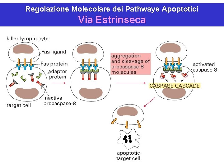 Regolazione Molecolare dei Pathways Apoptotici Via Estrinseca 