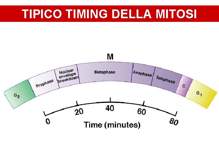 TIPICO TIMING DELLA MITOSI 