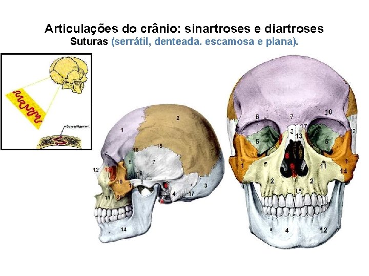 Articulações do crânio: sinartroses e diartroses Suturas (serrátil, denteada. escamosa e plana). 