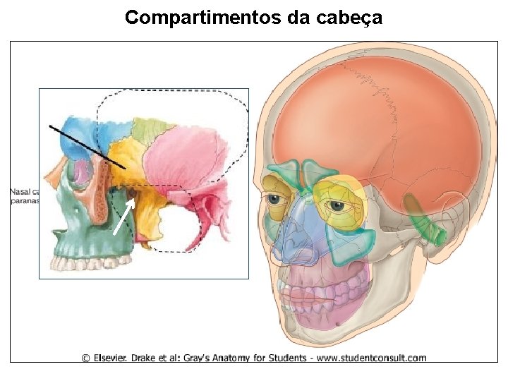 Compartimentos da cabeça 