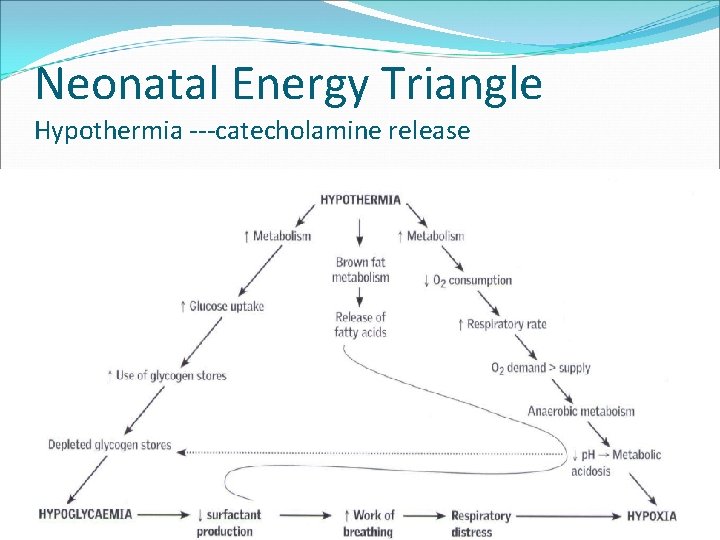 Neonatal Energy Triangle Hypothermia ---catecholamine release 