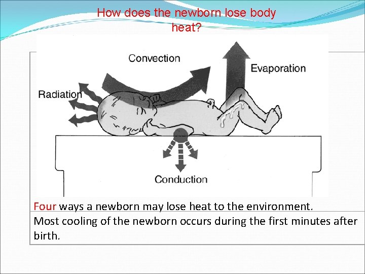 How does the newborn lose body heat? Four ways a newborn may lose heat How does the newborn lose body heat? Four ways a newborn may lose heat