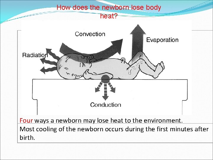 How does the newborn lose body heat? Four ways a newborn may lose heat