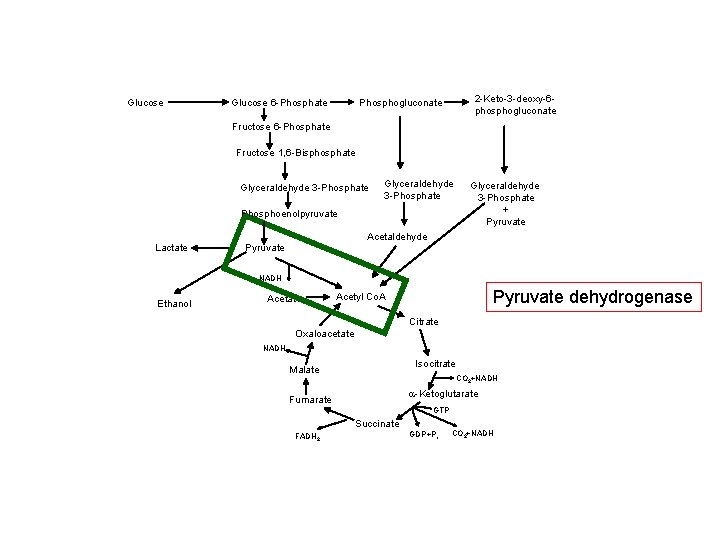 Glucose 6 -Phosphate 2 -Keto-3 -deoxy-6 phosphogluconate Phosphogluconate Fructose 6 -Phosphate Fructose 1, 6