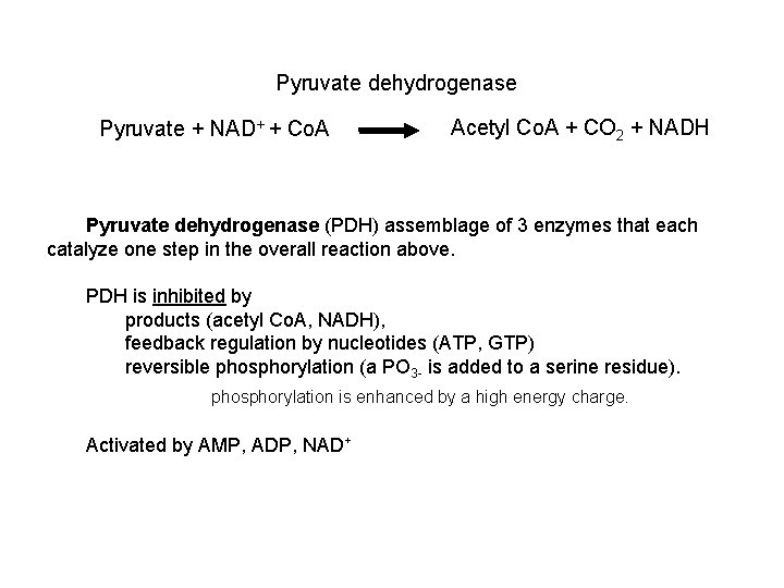 Pyruvate dehydrogenase Pyruvate + NAD+ + Co. A Acetyl Co. A + CO 2