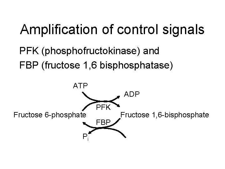 Amplification of control signals PFK (phosphofructokinase) and FBP (fructose 1, 6 bisphosphatase) ATP ADP