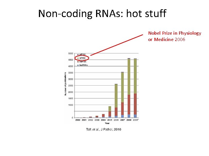 Non-coding RNAs: hot stuff Nobel Prize in Physiology or Medicine 2006 
