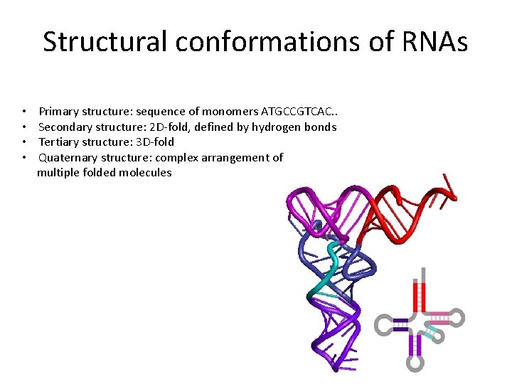 Structural conformations of RNAs • • Primary structure: sequence of monomers ATGCCGTCAC. . Secondary