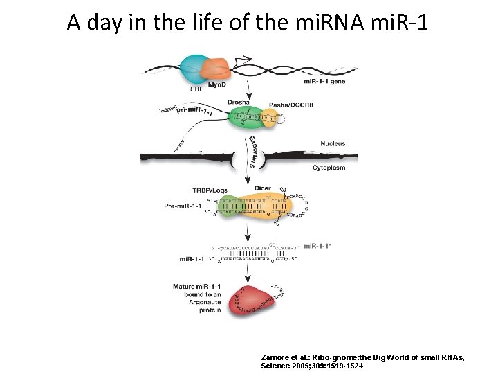 A day in the life of the mi. RNA mi. R-1 Zamore et al.
