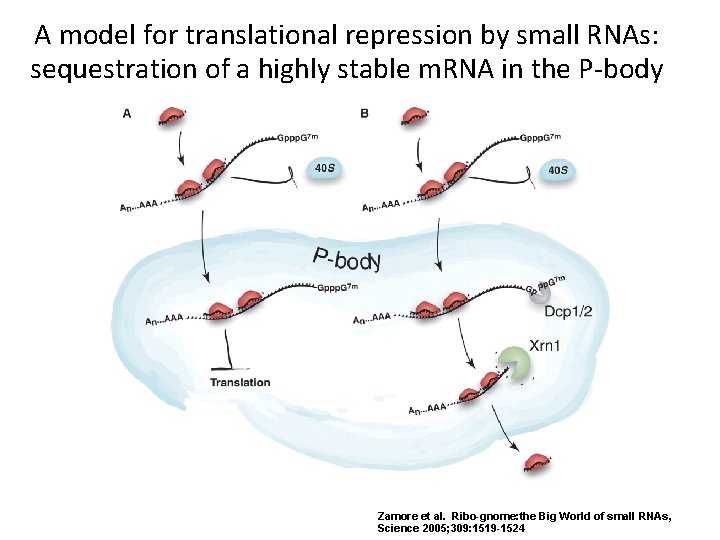 A model for translational repression by small RNAs: sequestration of a highly stable m.