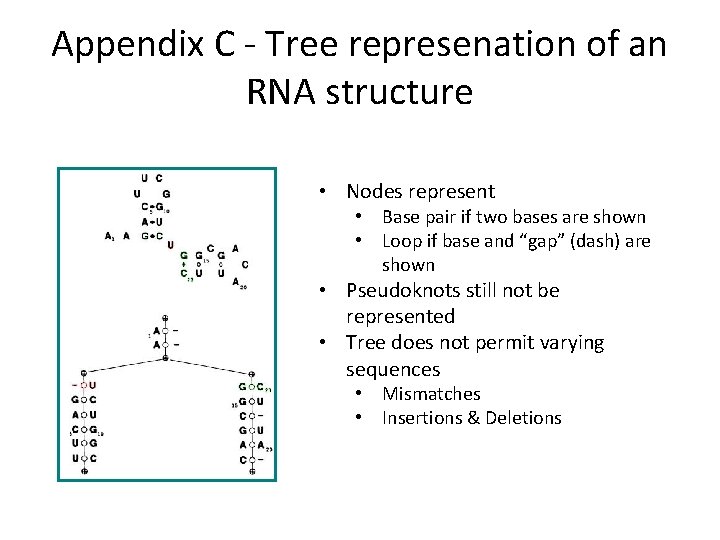 Appendix C - Tree represenation of an RNA structure • Nodes represent • Base