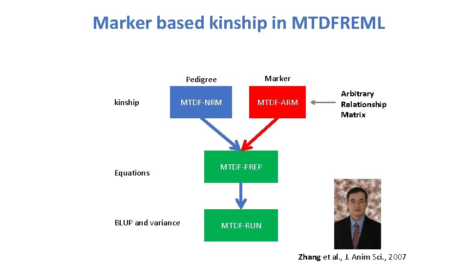 Marker based kinship in MTDFREML Marker Pedigree kinship MTDF-NRM Equations BLUP and variance MTDF-ARM