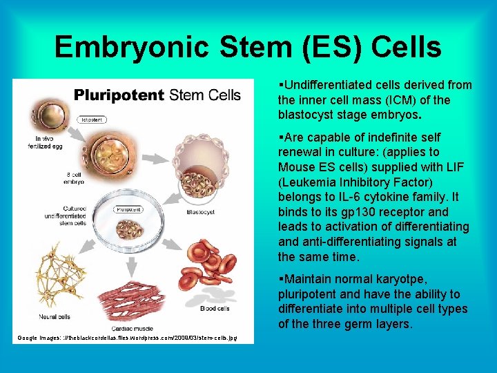 Embryonic Stem (ES) Cells §Undifferentiated cells derived from the inner cell mass (ICM) of