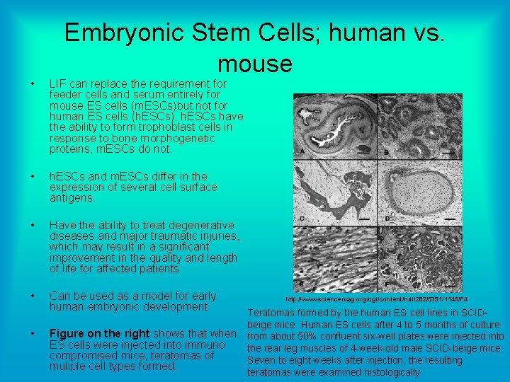 Embryonic Stem Cells; human vs. mouse • LIF can replace the requirement for feeder