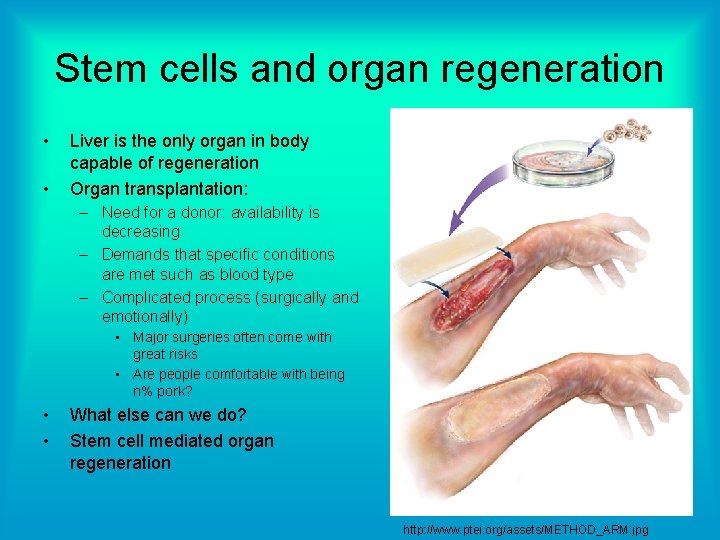 Stem cells and organ regeneration • • Liver is the only organ in body