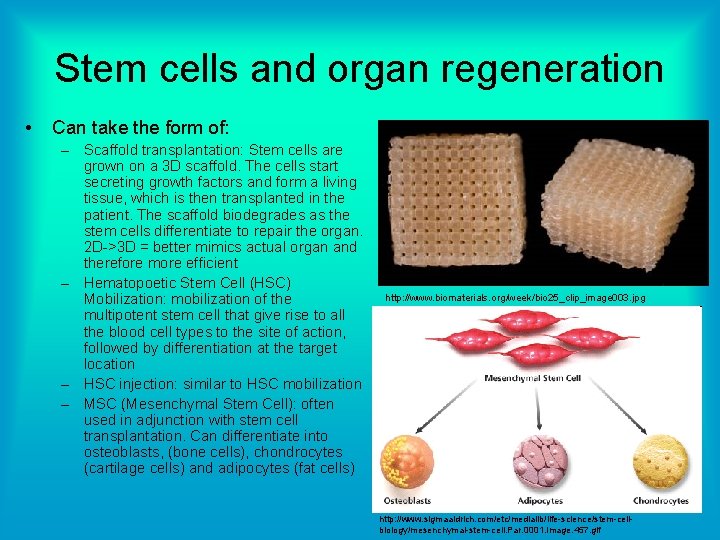 Stem cells and organ regeneration • Can take the form of: – Scaffold transplantation: