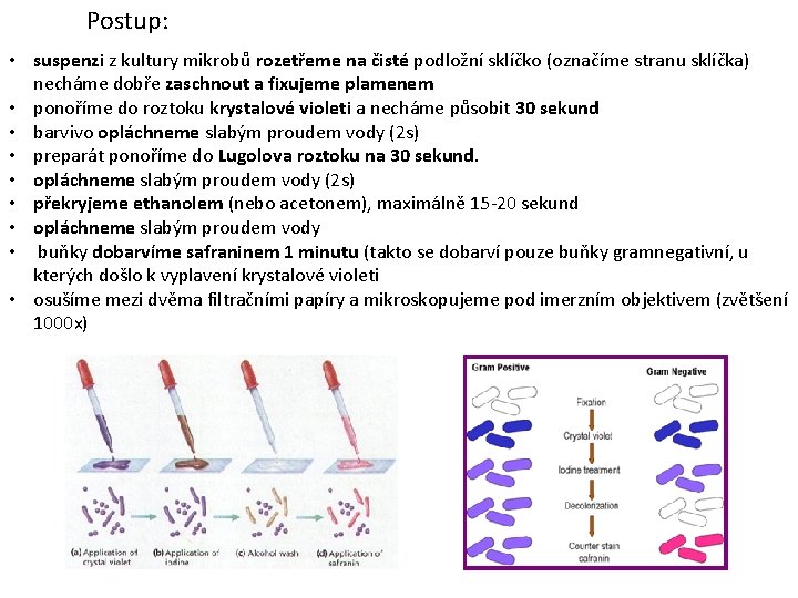 Postup: • suspenzi z kultury mikrobů rozetřeme na čisté podložní sklíčko (označíme stranu sklíčka)