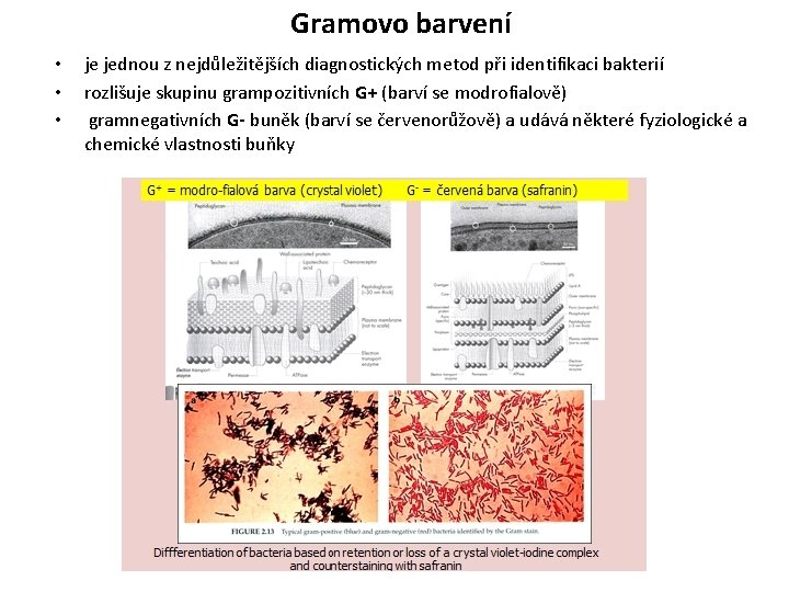 Gramovo barvení • • • je jednou z nejdůležitějších diagnostických metod při identifikaci bakterií