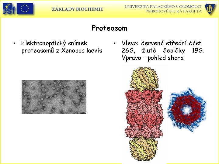 Proteasom • Elektronoptický snímek proteasomů z Xenopus laevis • Vlevo: červená střední část 26