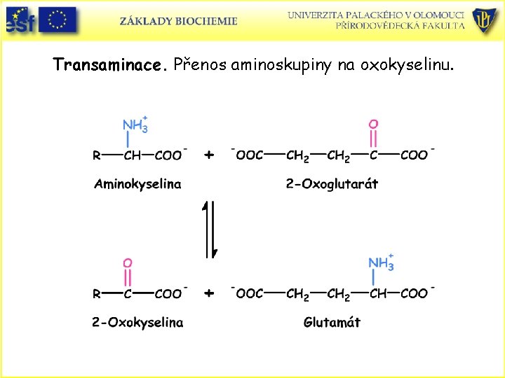 Transaminace. Přenos aminoskupiny na oxokyselinu. 