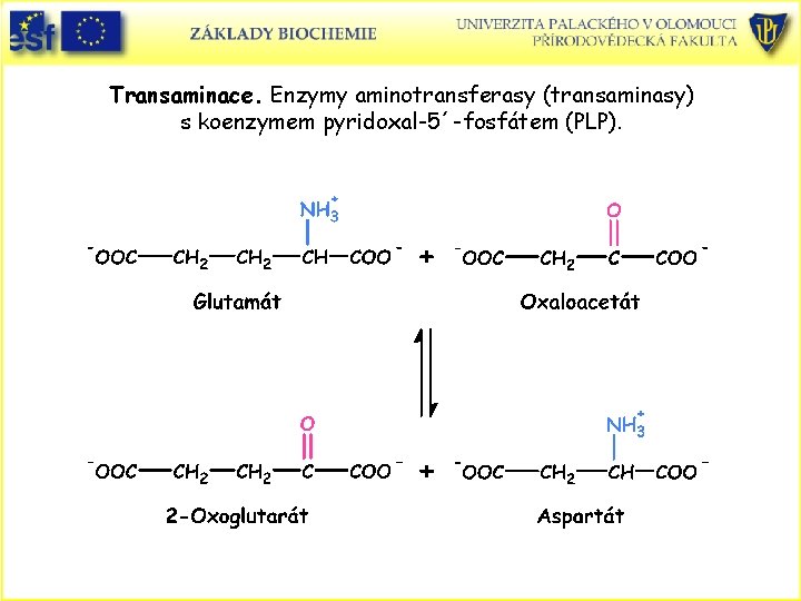 Transaminace. Enzymy aminotransferasy (transaminasy) s koenzymem pyridoxal-5´-fosfátem (PLP). 