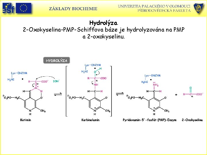 Hydrolýza. 2 -Oxokyselina-PMP-Schiffova báze je hydrolyzována na PMP a 2 -oxokyselinu. 