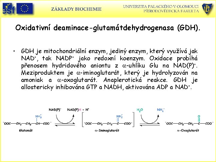 Oxidativní deaminace-glutamátdehydrogenasa (GDH). • GDH je mitochondriální enzym, jediný enzym, který využívá jak NAD+,