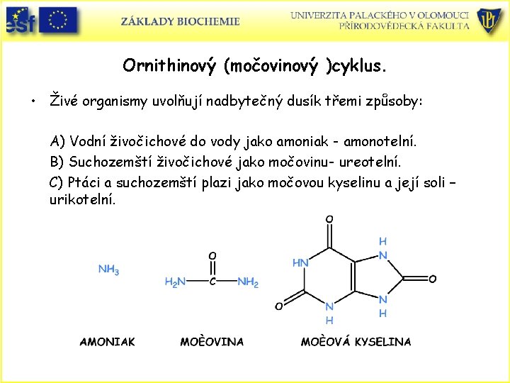 Ornithinový (močovinový )cyklus. • Živé organismy uvolňují nadbytečný dusík třemi způsoby: A) Vodní živočichové