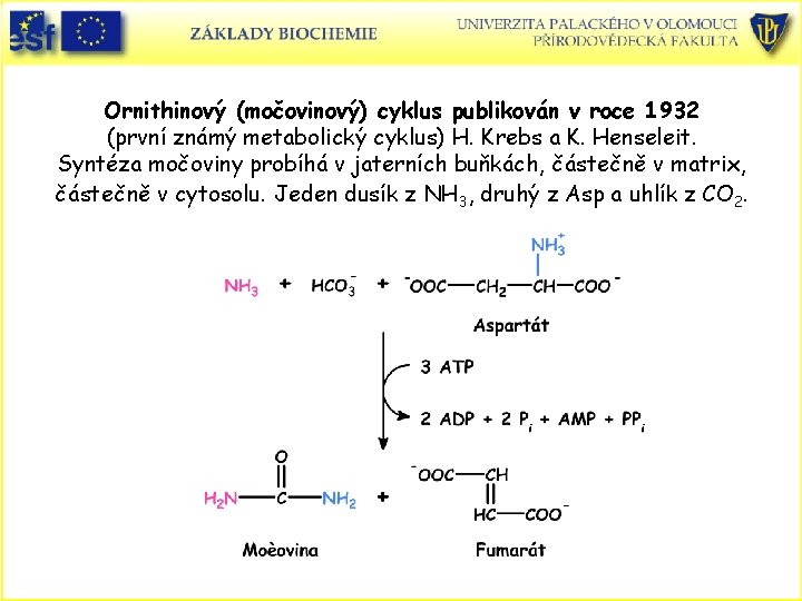 Ornithinový (močovinový) cyklus publikován v roce 1932 (první známý metabolický cyklus) H. Krebs a