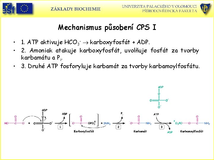 Mechanismus působení CPS I • 1. ATP aktivuje HCO 3 - karboxyfosfát + ADP.