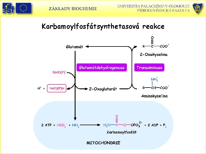 Karbamoylfosfátsynthetasová reakce 