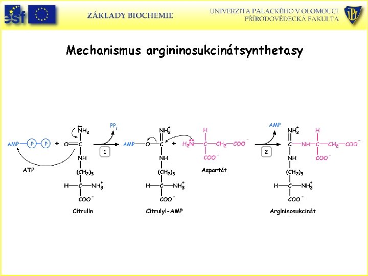 Mechanismus argininosukcinátsynthetasy 