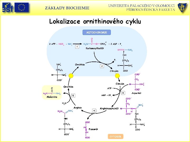 Lokalizace ornithinového cyklu 