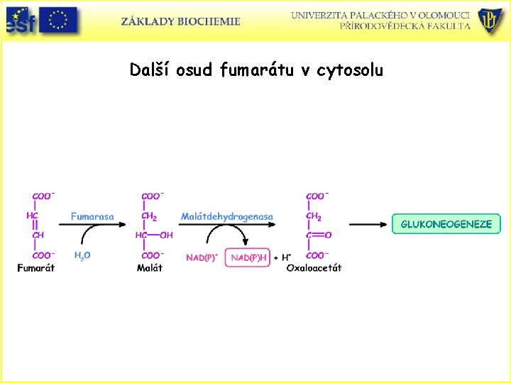 Další osud fumarátu v cytosolu 