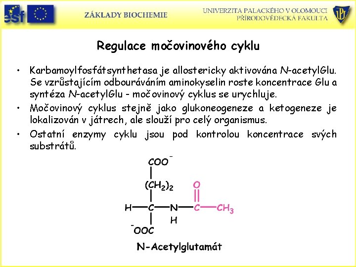 Regulace močovinového cyklu • Karbamoylfosfátsynthetasa je allostericky aktivována N-acetyl. Glu. Se vzrůstajícím odbouráváním aminokyselin