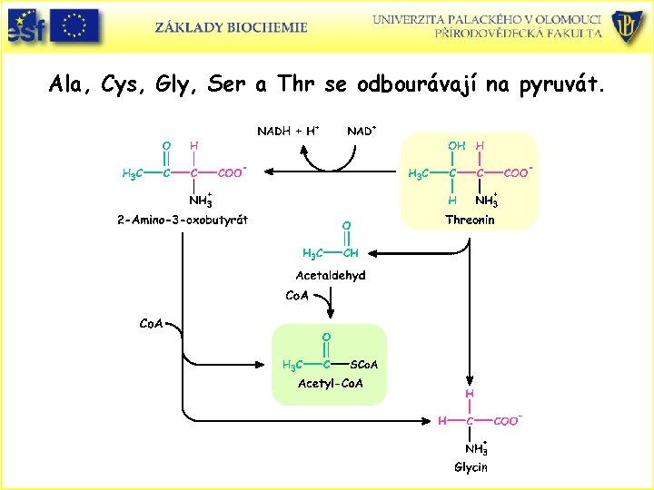 Ala, Cys, Gly, Ser a Thr se odbourávají na pyruvát. 