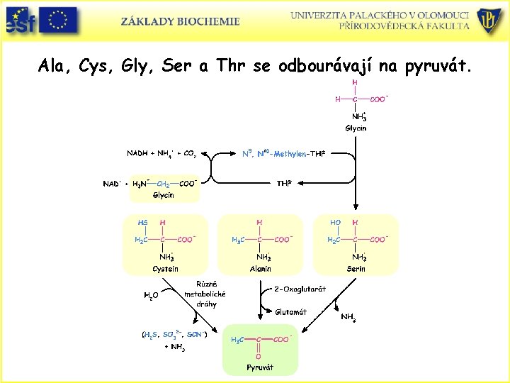 Ala, Cys, Gly, Ser a Thr se odbourávají na pyruvát. 