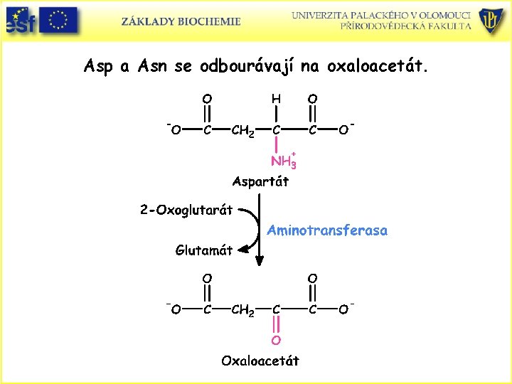 Asp a Asn se odbourávají na oxaloacetát. 