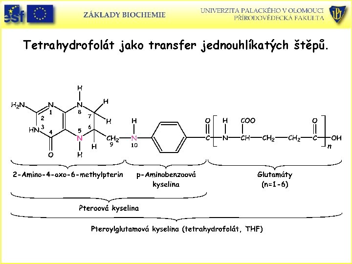Tetrahydrofolát jako transfer jednouhlíkatých štěpů. 