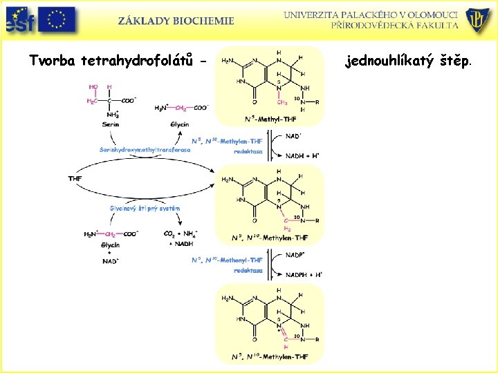 Tvorba tetrahydrofolátů - jednouhlíkatý štěp. 