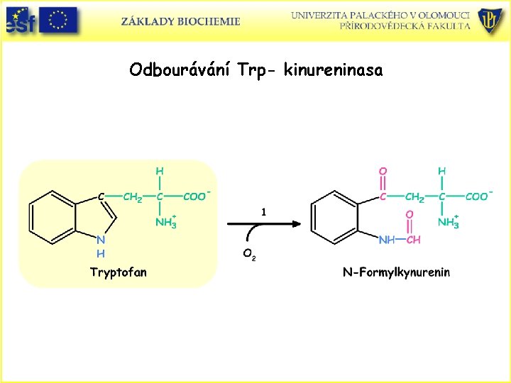 Odbourávání Trp- kinureninasa 