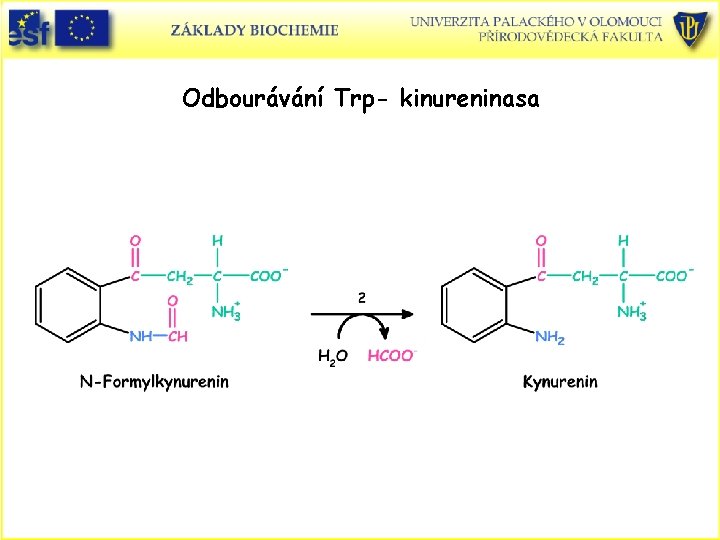 Odbourávání Trp- kinureninasa 
