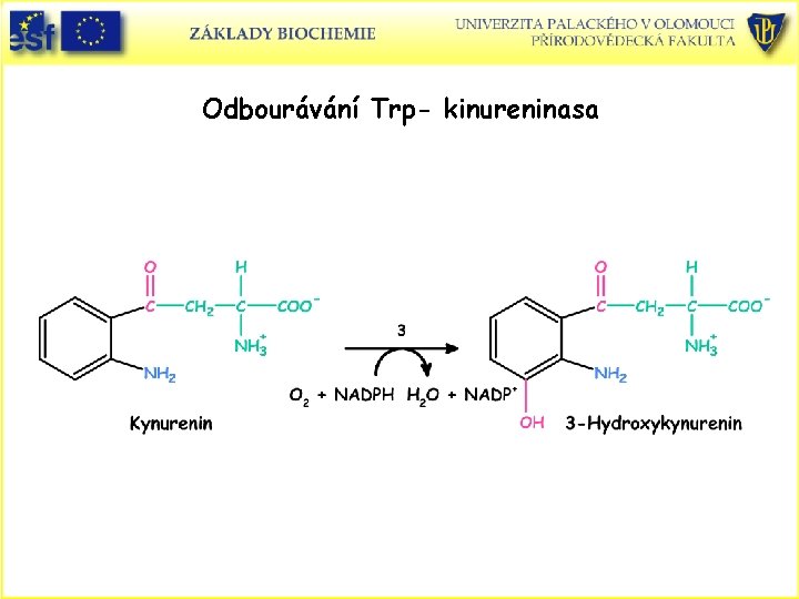 Odbourávání Trp- kinureninasa 