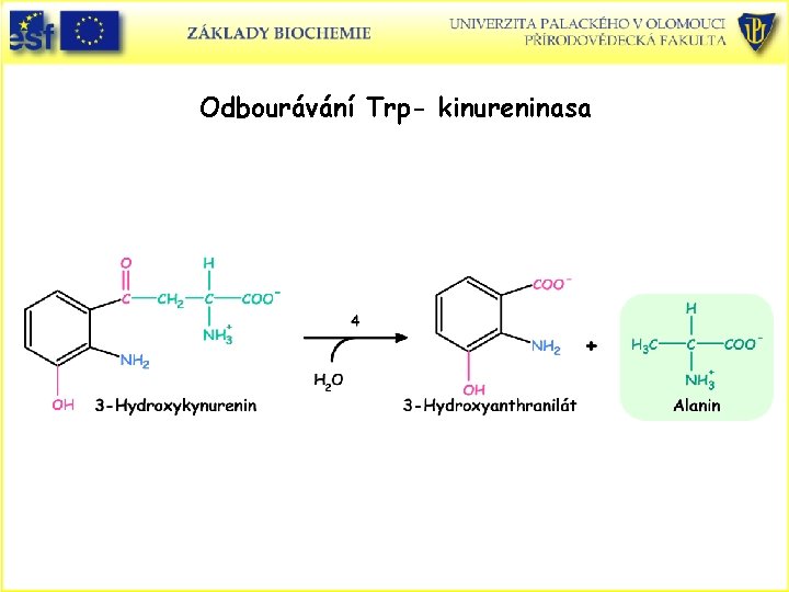 Odbourávání Trp- kinureninasa 