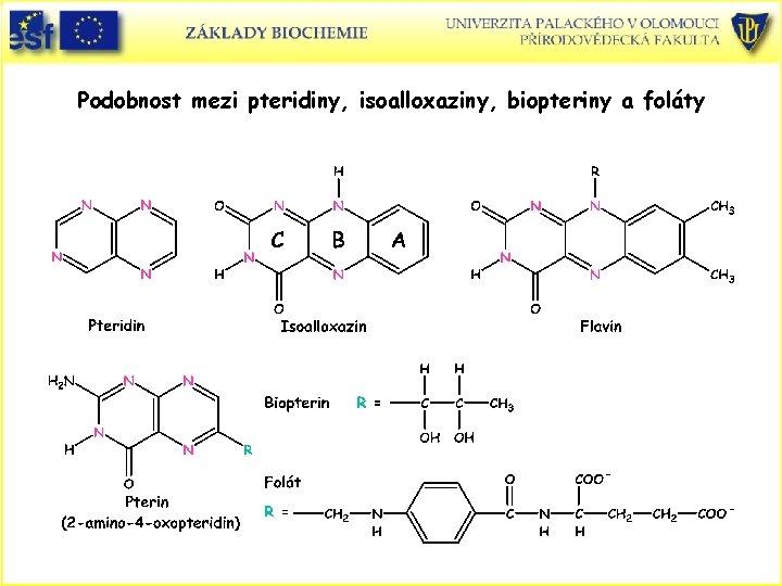 Podobnost mezi pteridiny, isoalloxaziny, biopteriny a foláty 