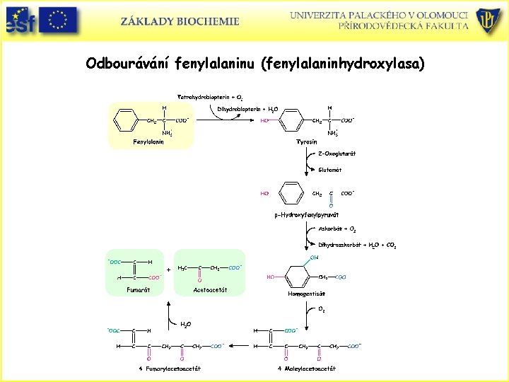 Odbourávání fenylalaninu (fenylalaninhydroxylasa) 