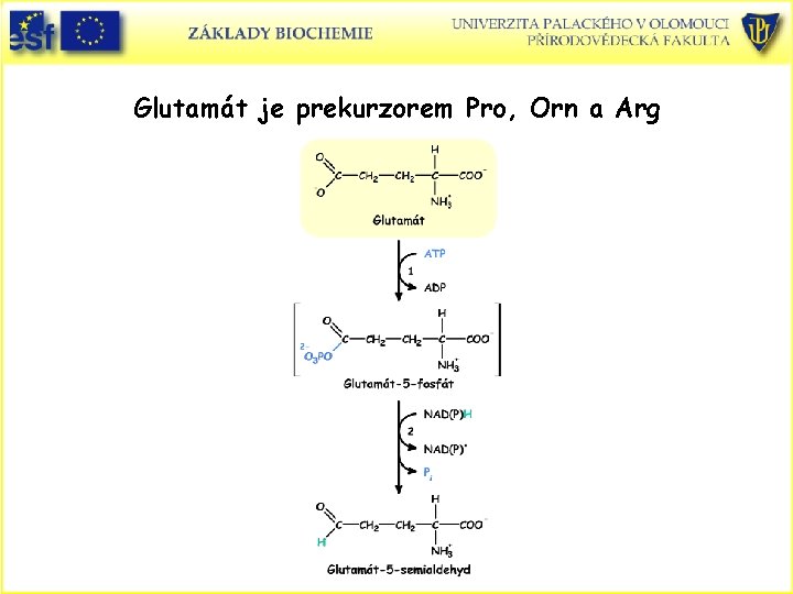 Glutamát je prekurzorem Pro, Orn a Arg 